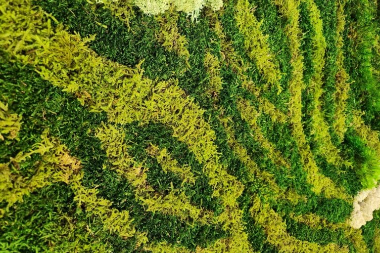 Sheet Moss Sheet Moss